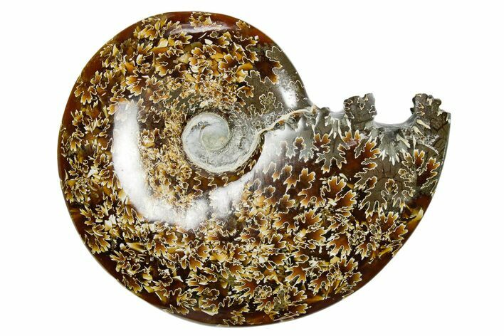 Polished Ammonite (Cleoniceras) Fossil - Madagascar #352368